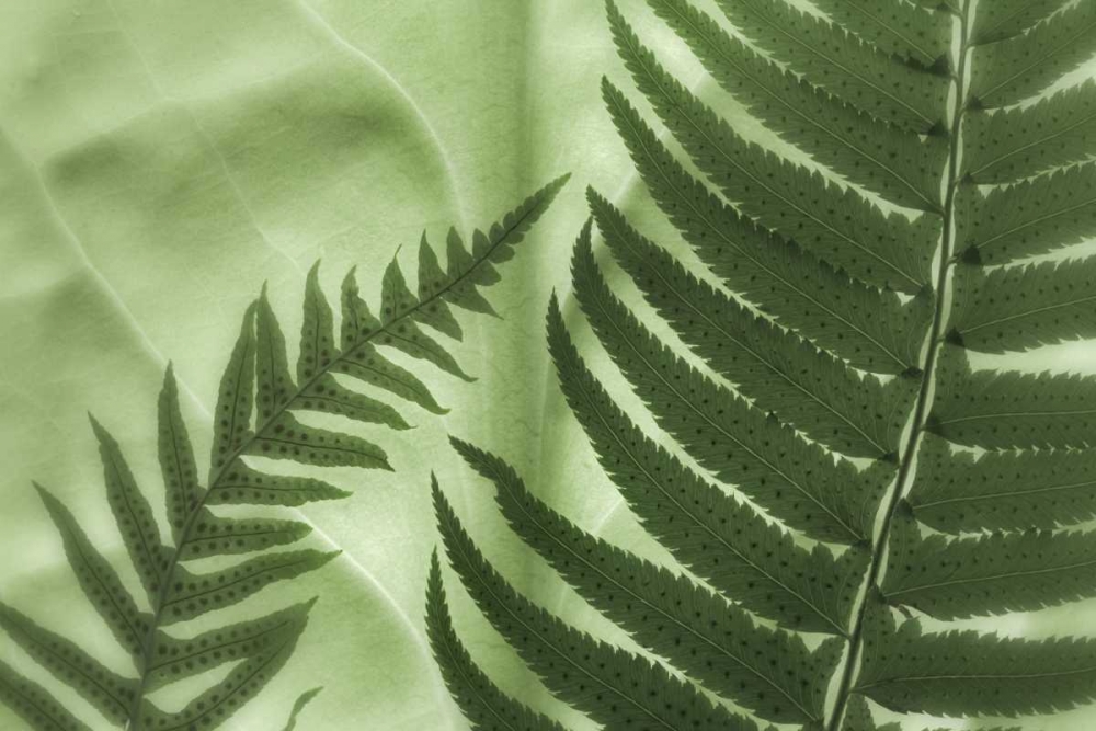 WA, Seabeck Frens on backlit skunk cabbage leaf